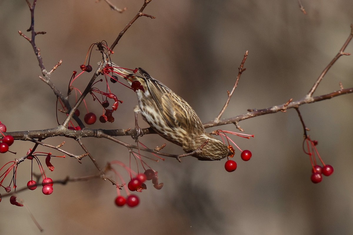 Camachuelo Purpúreo - ML645339420