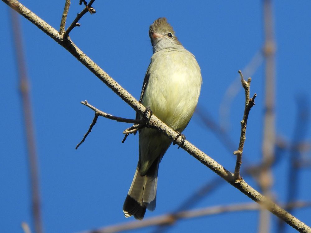 Желтобрюхая эления - ML645339424