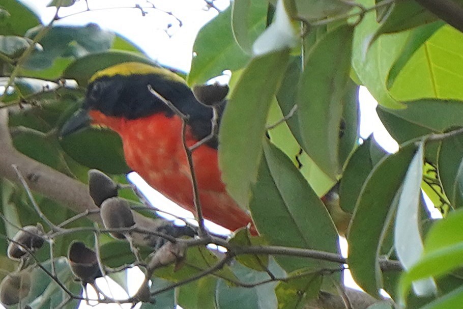 Sarı Başlı Kırmızı Bubu - ML645339469