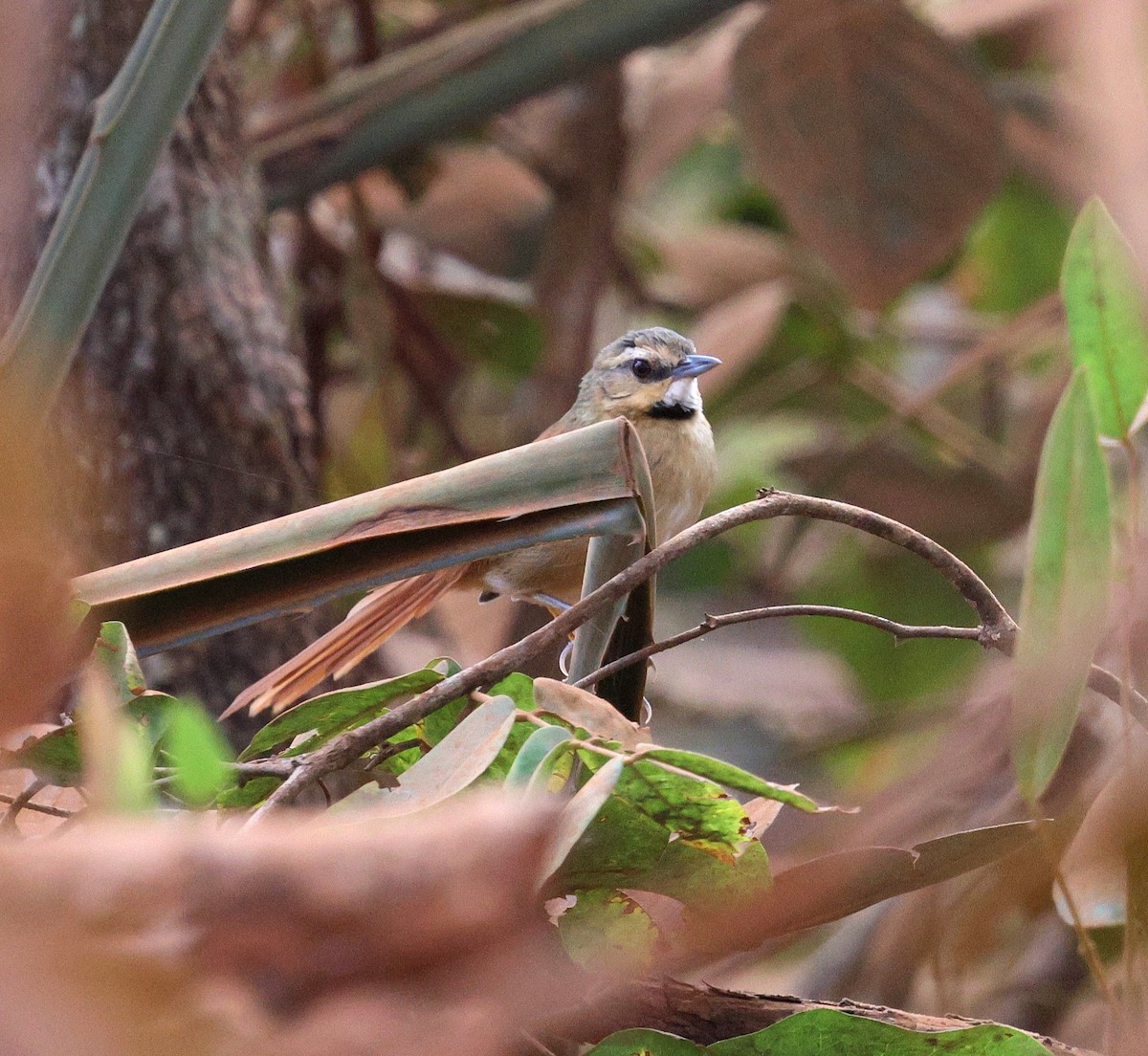 Ochre-cheeked Spinetail - ML645339470
