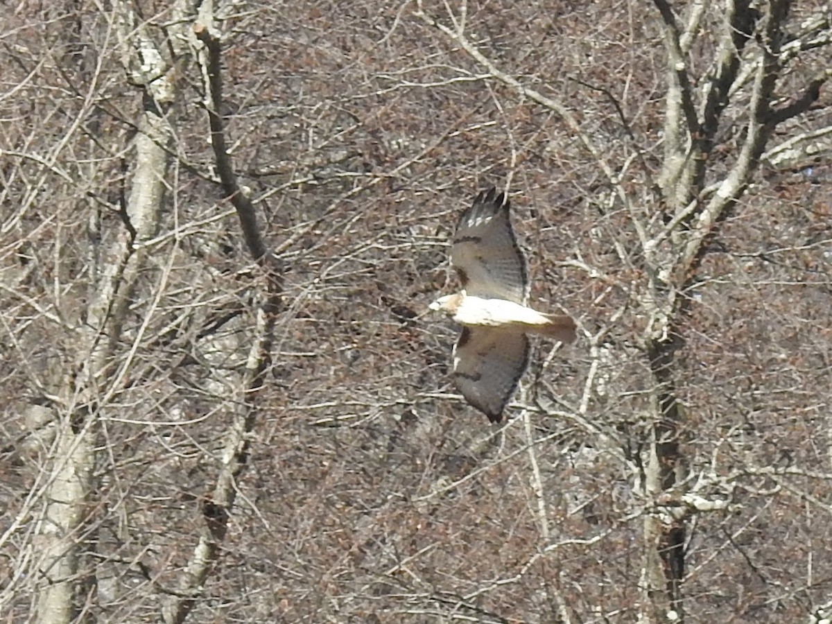 Red-tailed Hawk - ML645339483