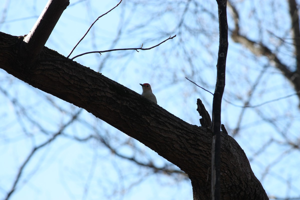 Red-bellied Woodpecker - ML645339486