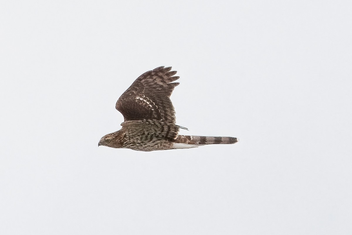 Cooper's Hawk - ML645339487