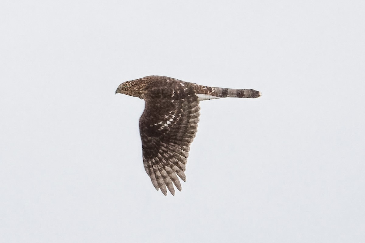 Cooper's Hawk - ML645339488