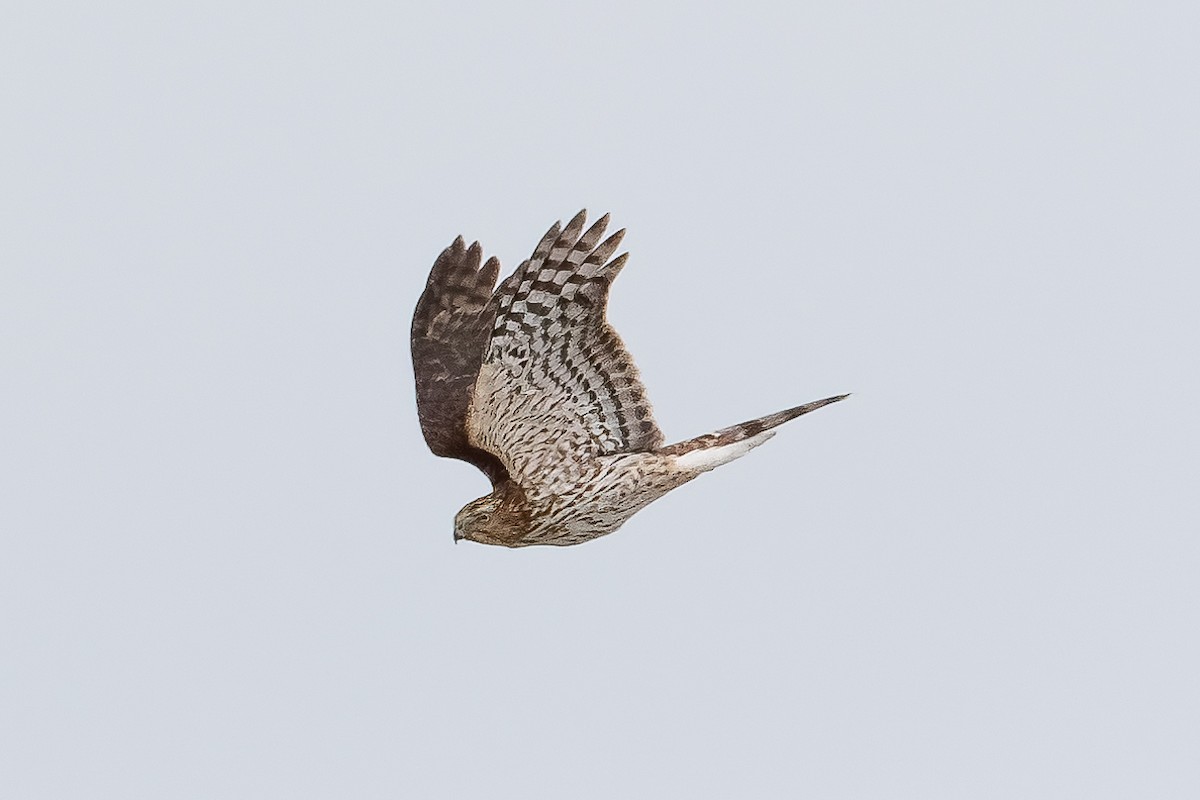 Cooper's Hawk - ML645339490