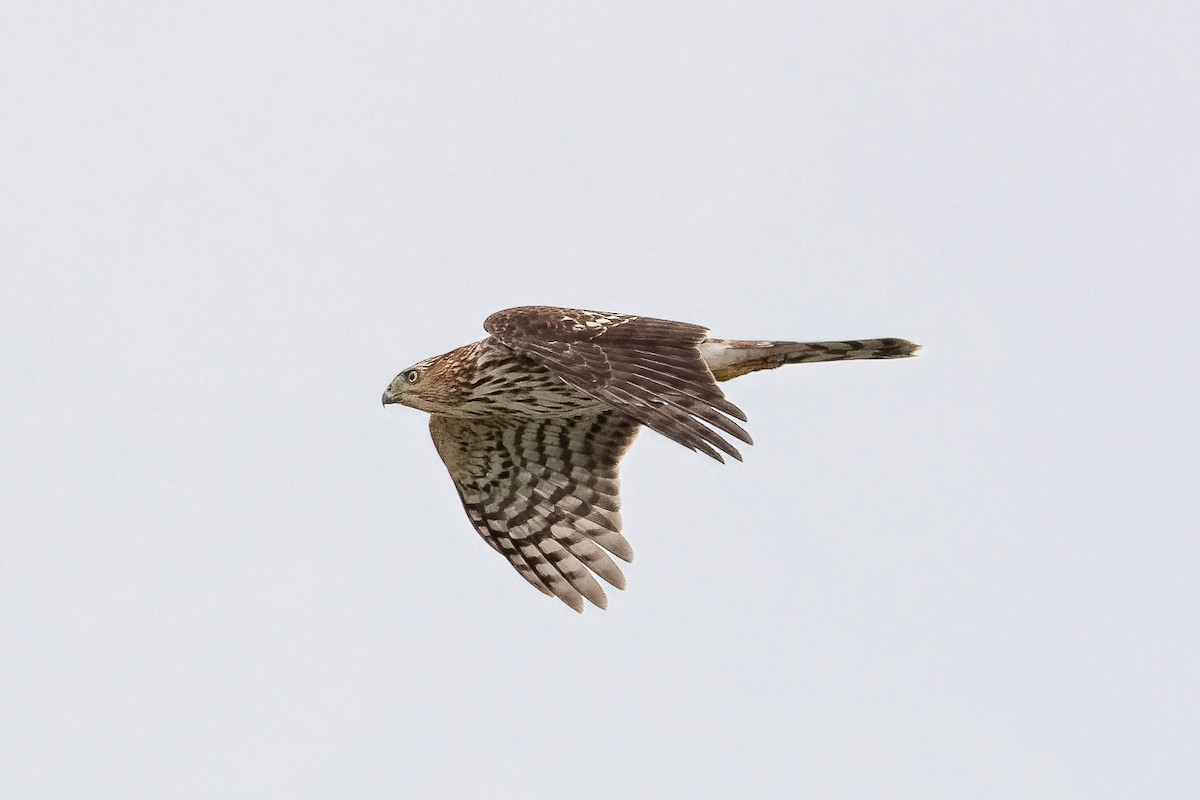 Cooper's Hawk - ML645339491