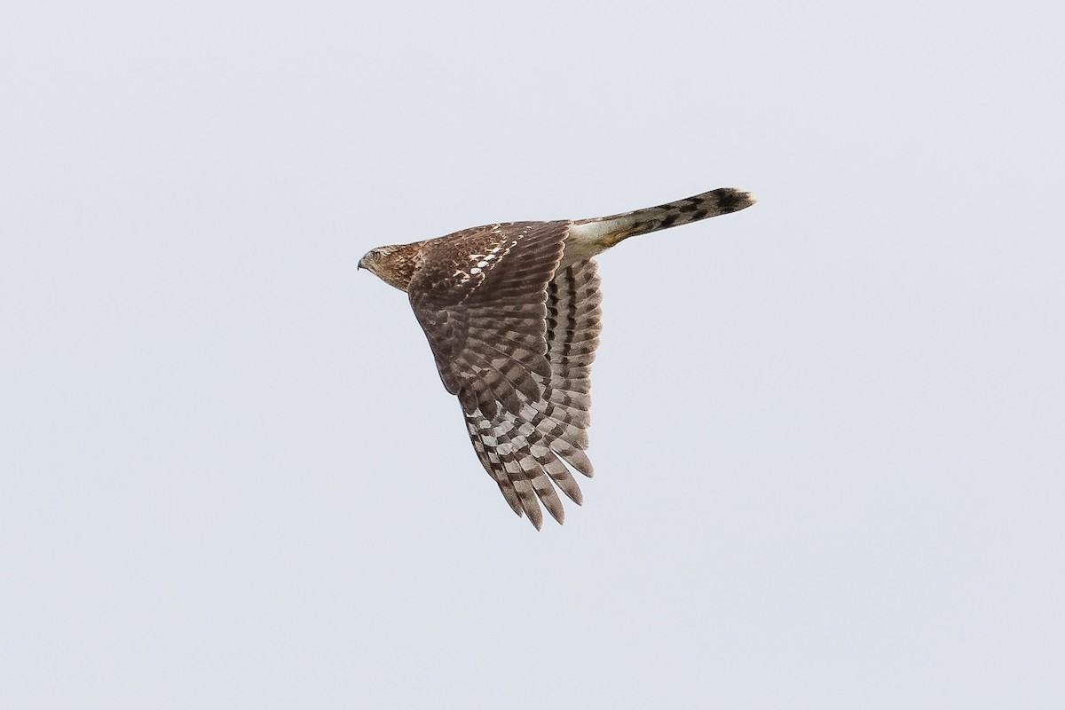Cooper's Hawk - ML645339492