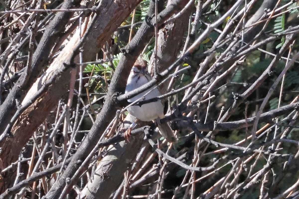 Rufous-winged Sparrow - ML645339493