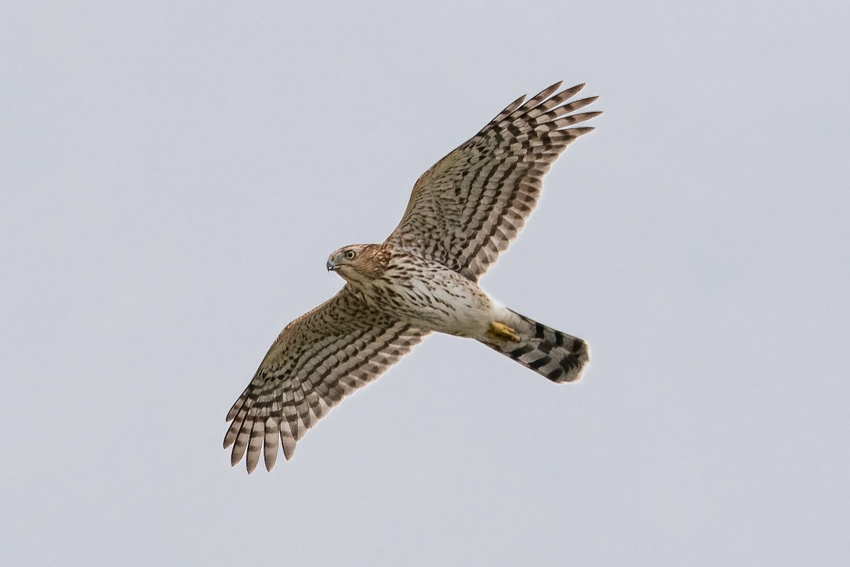 Cooper's Hawk - ML645339494