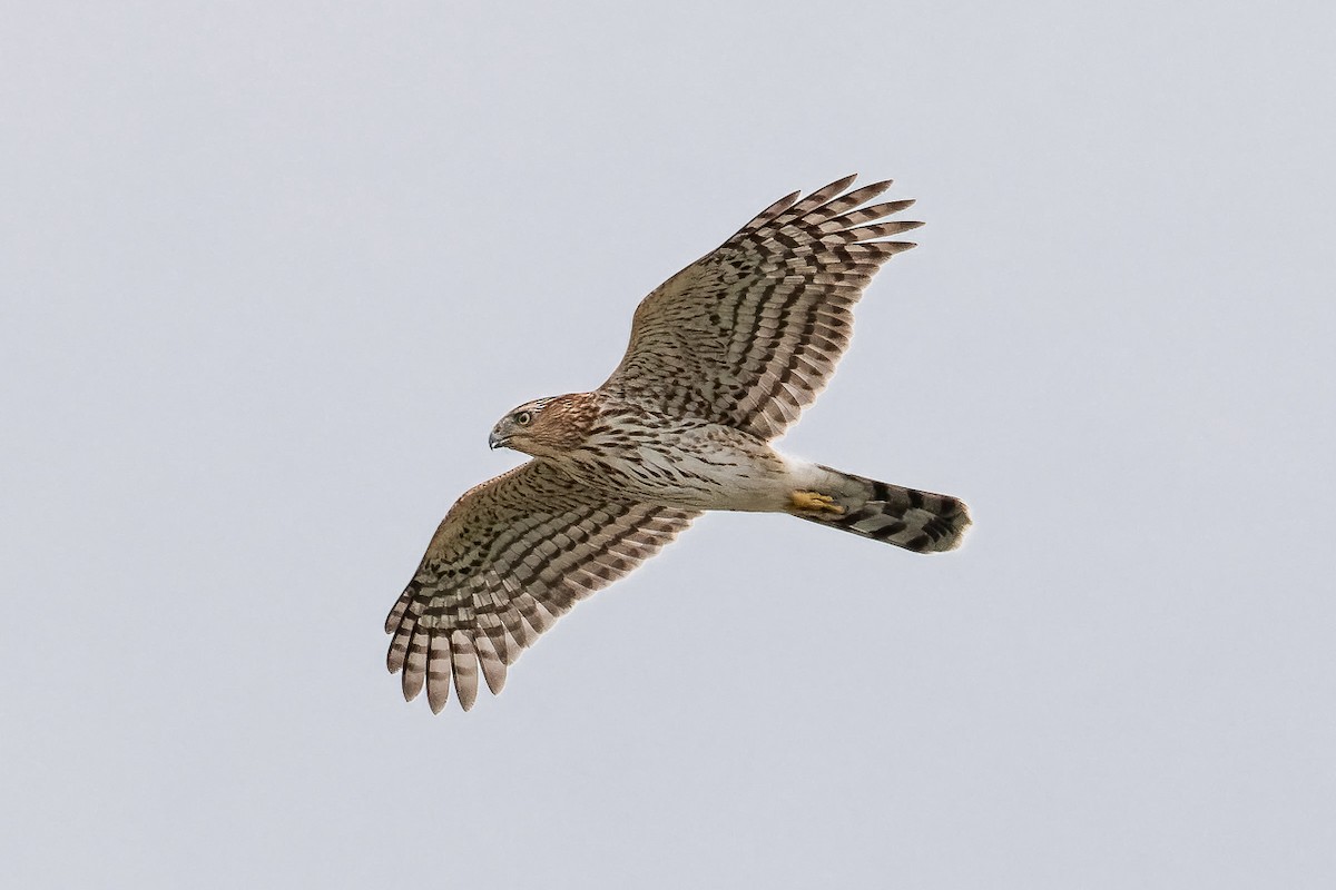 Cooper's Hawk - ML645339495