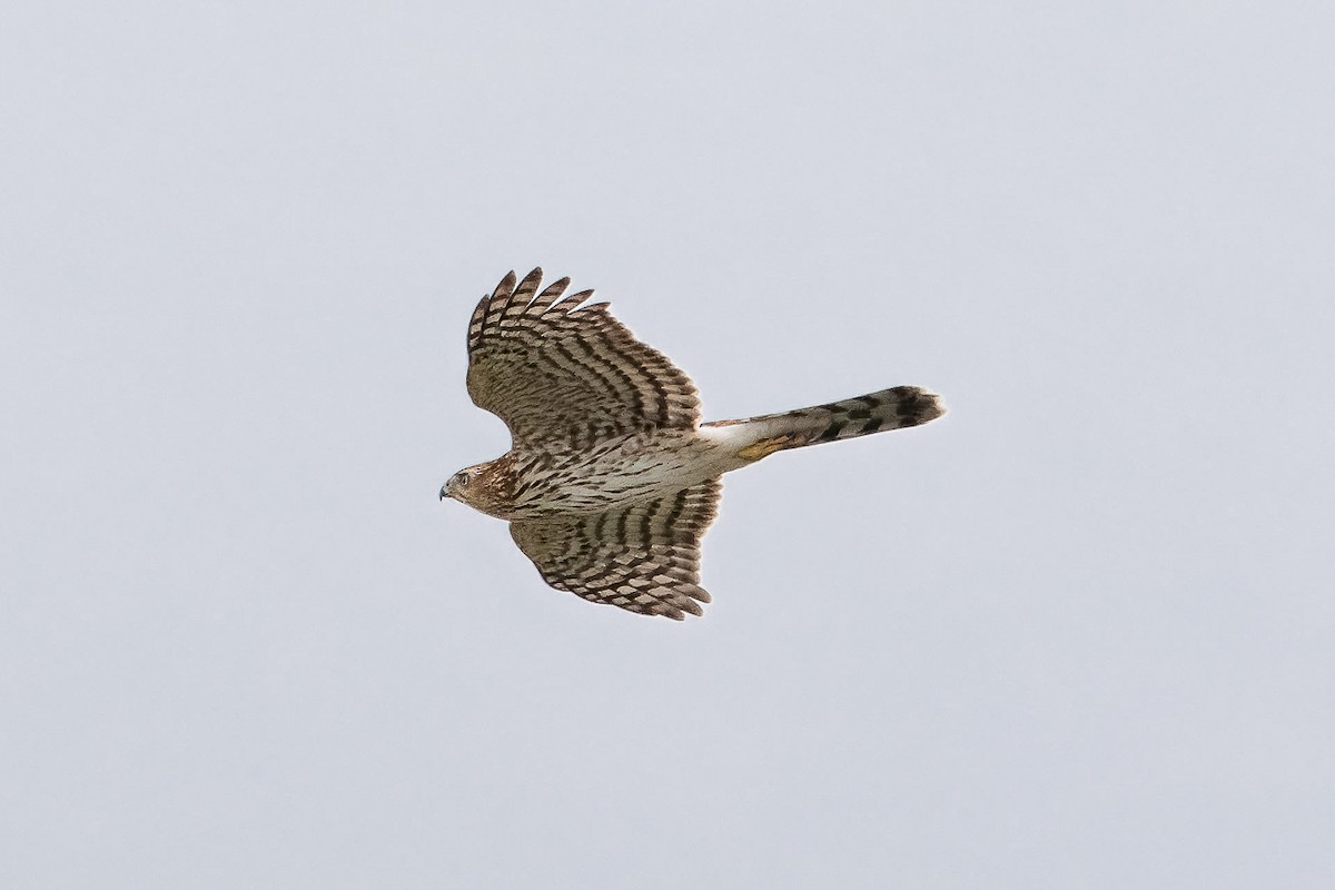Cooper's Hawk - ML645339496