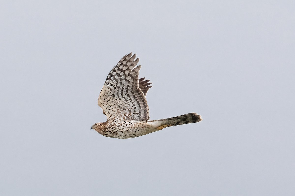 Cooper's Hawk - ML645339497