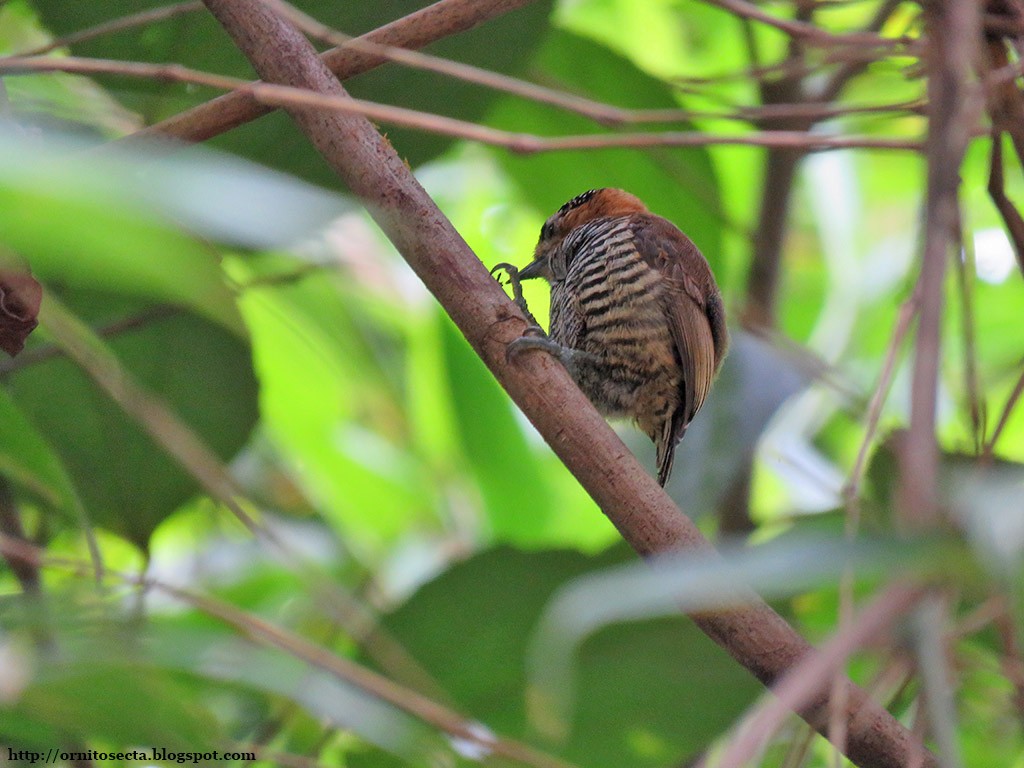 Ochre-collared Piculet - ML645339503