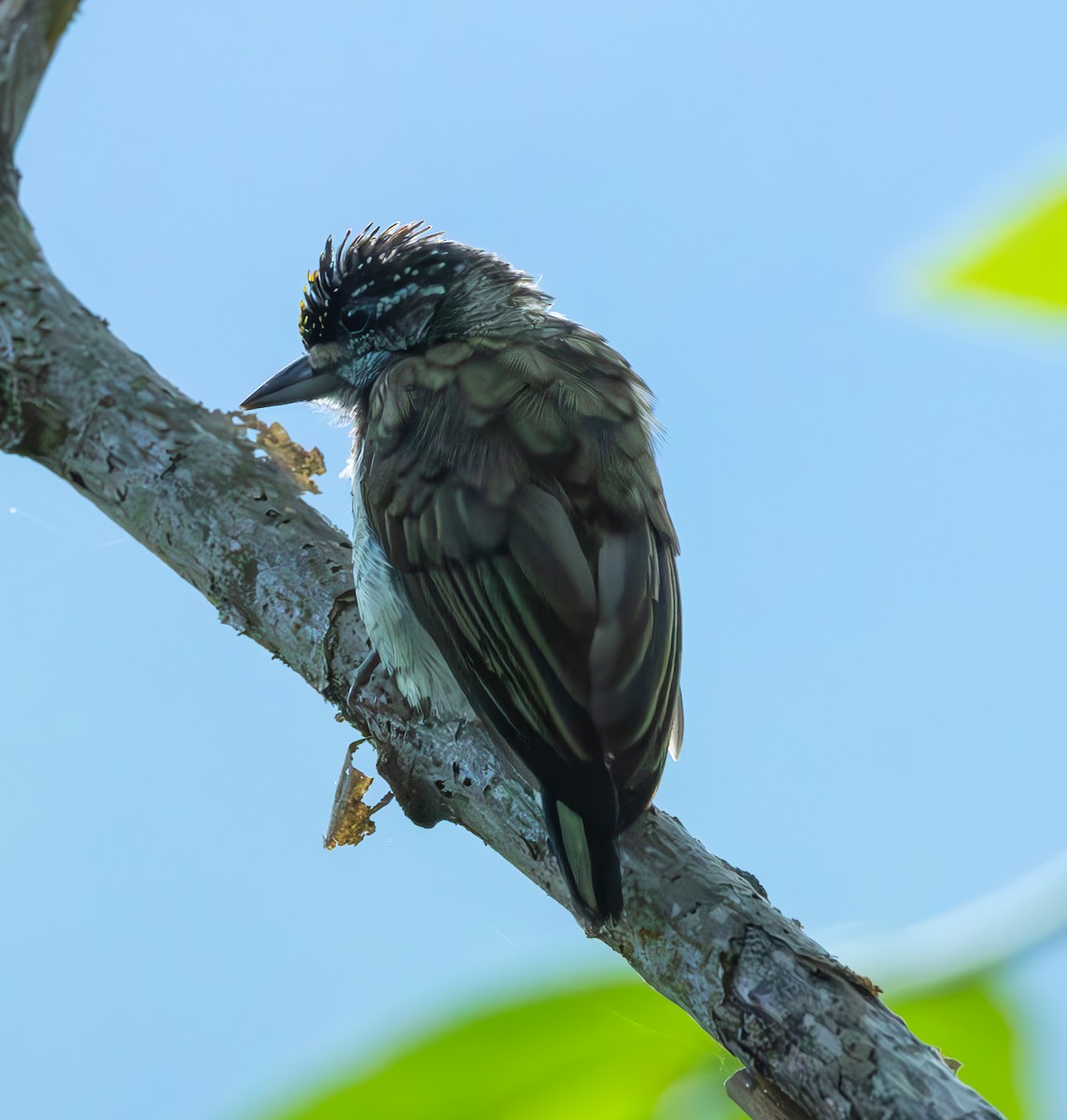 Scaled Piculet - ML645339505