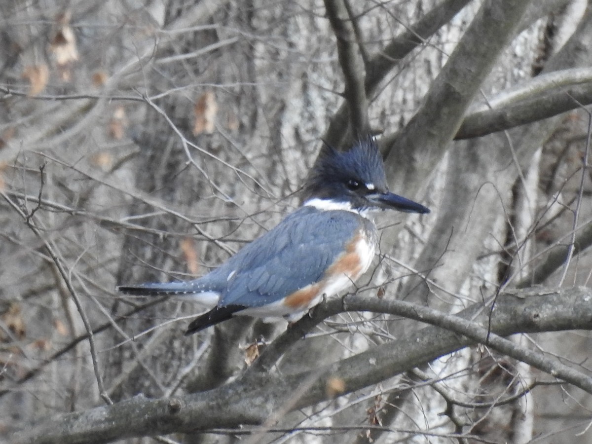 Belted Kingfisher - ML645339508