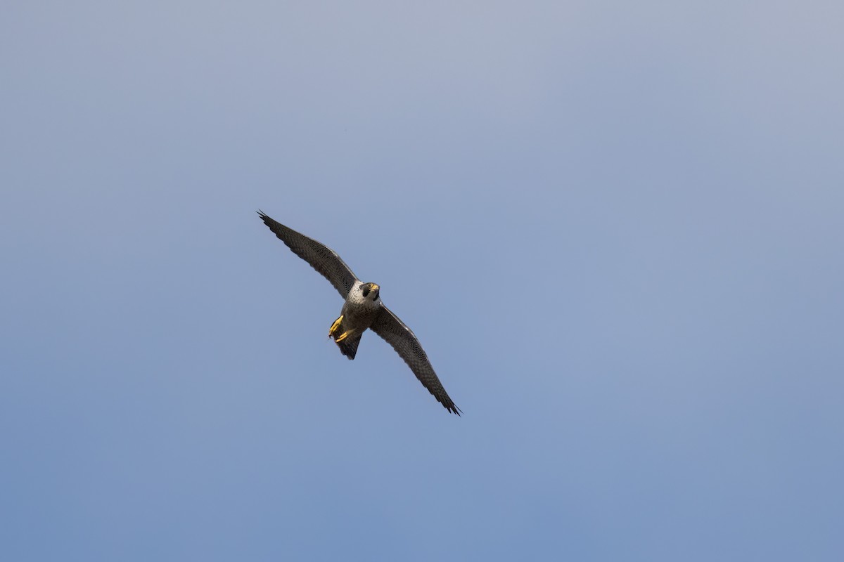 sokol stěhovavý - ML645339511