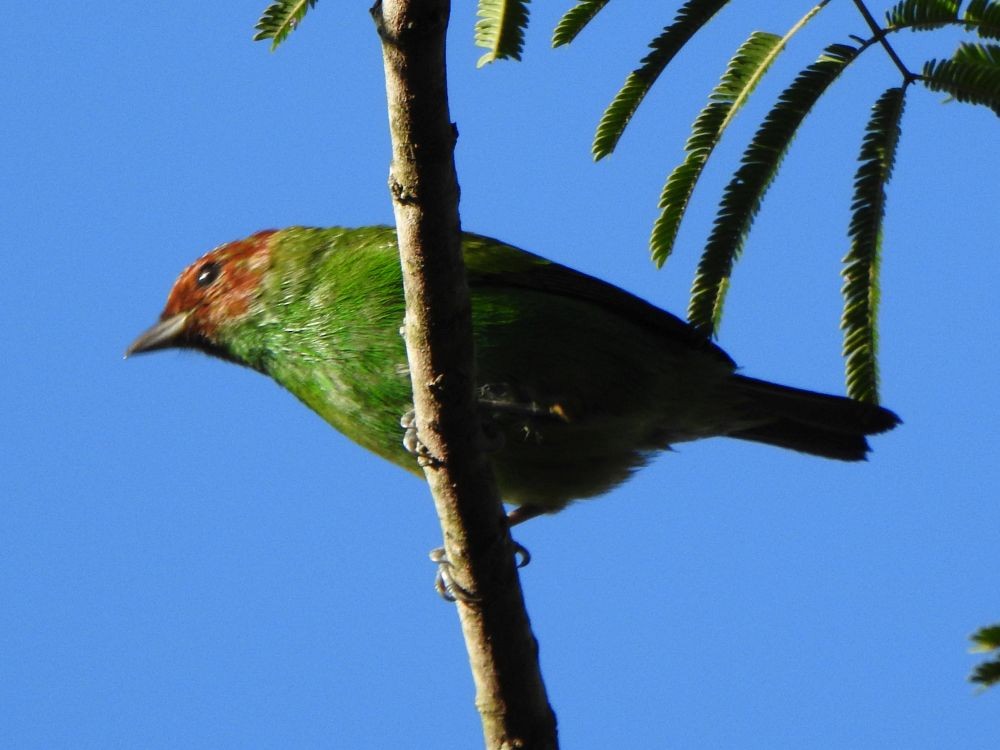 チャガシラフウキンチョウ - ML645339521