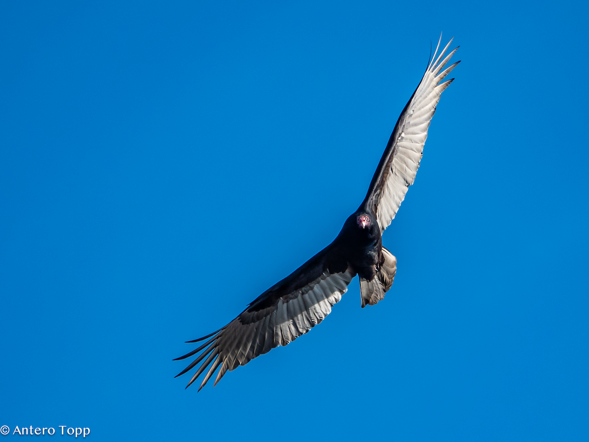 Turkey Vulture - ML645339547