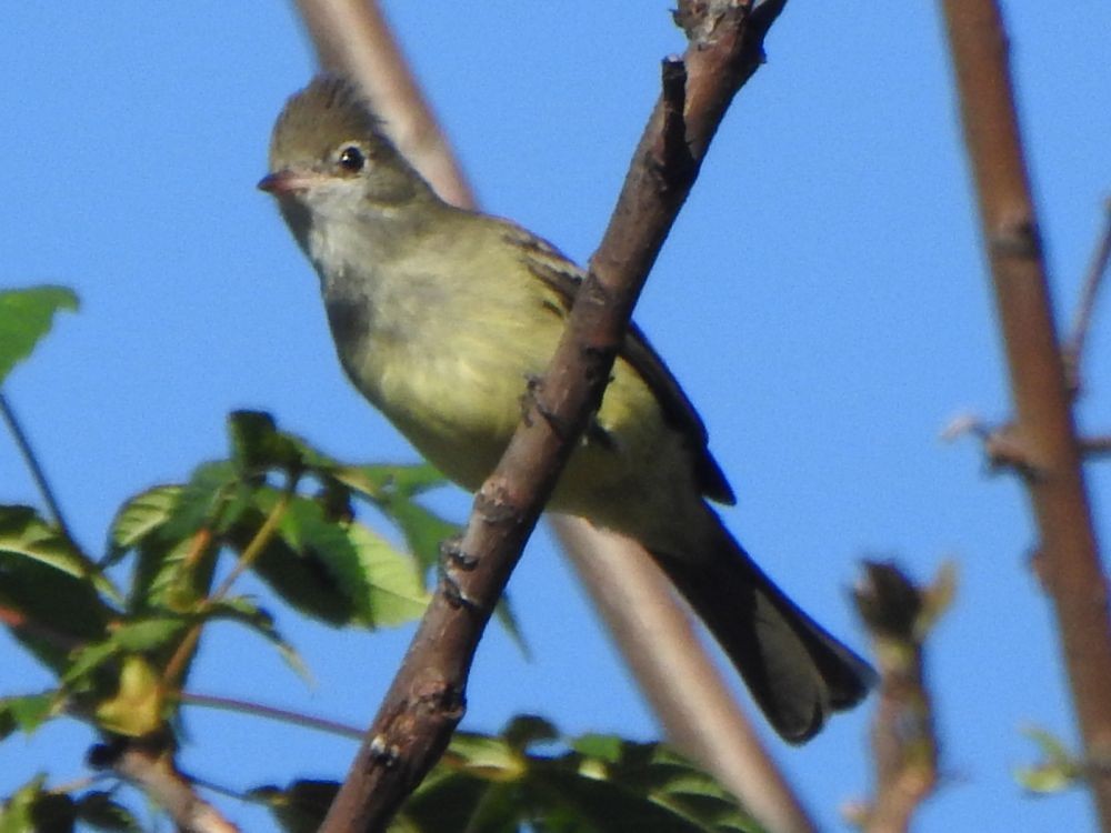 Желтобрюхая эления - ML645339559