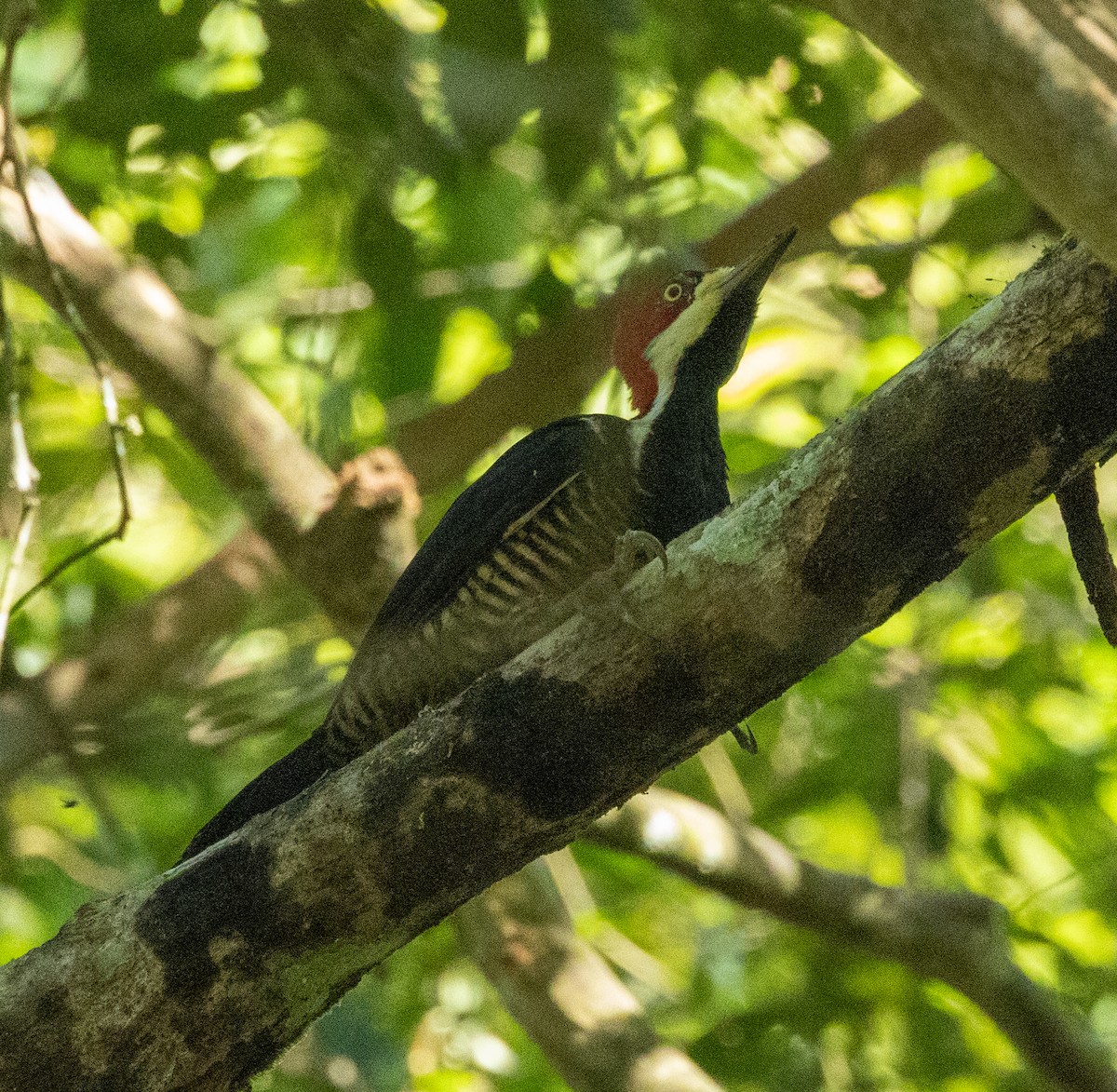 Crimson-crested Woodpecker - ML645339560