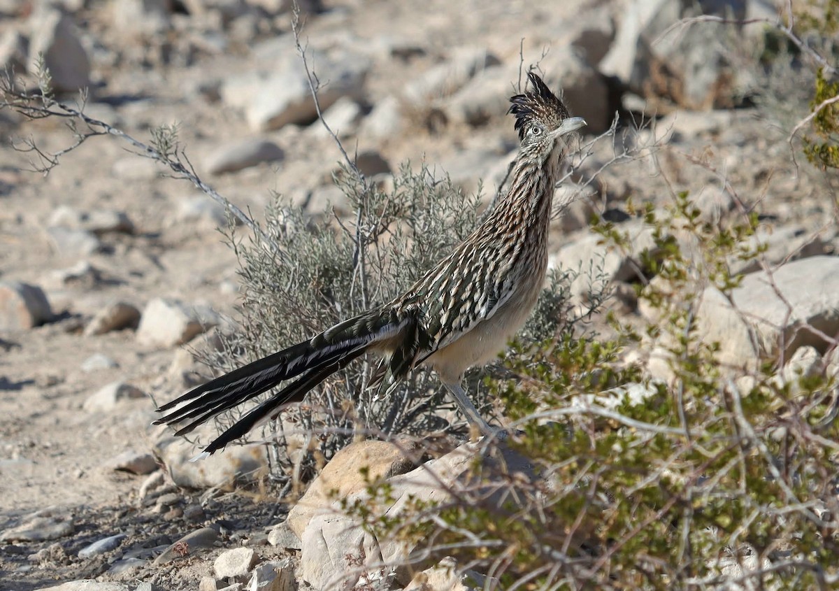Greater Roadrunner - ML645339561