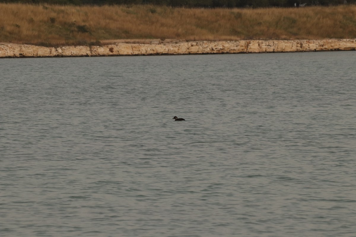 Common Scoter - ML645339576