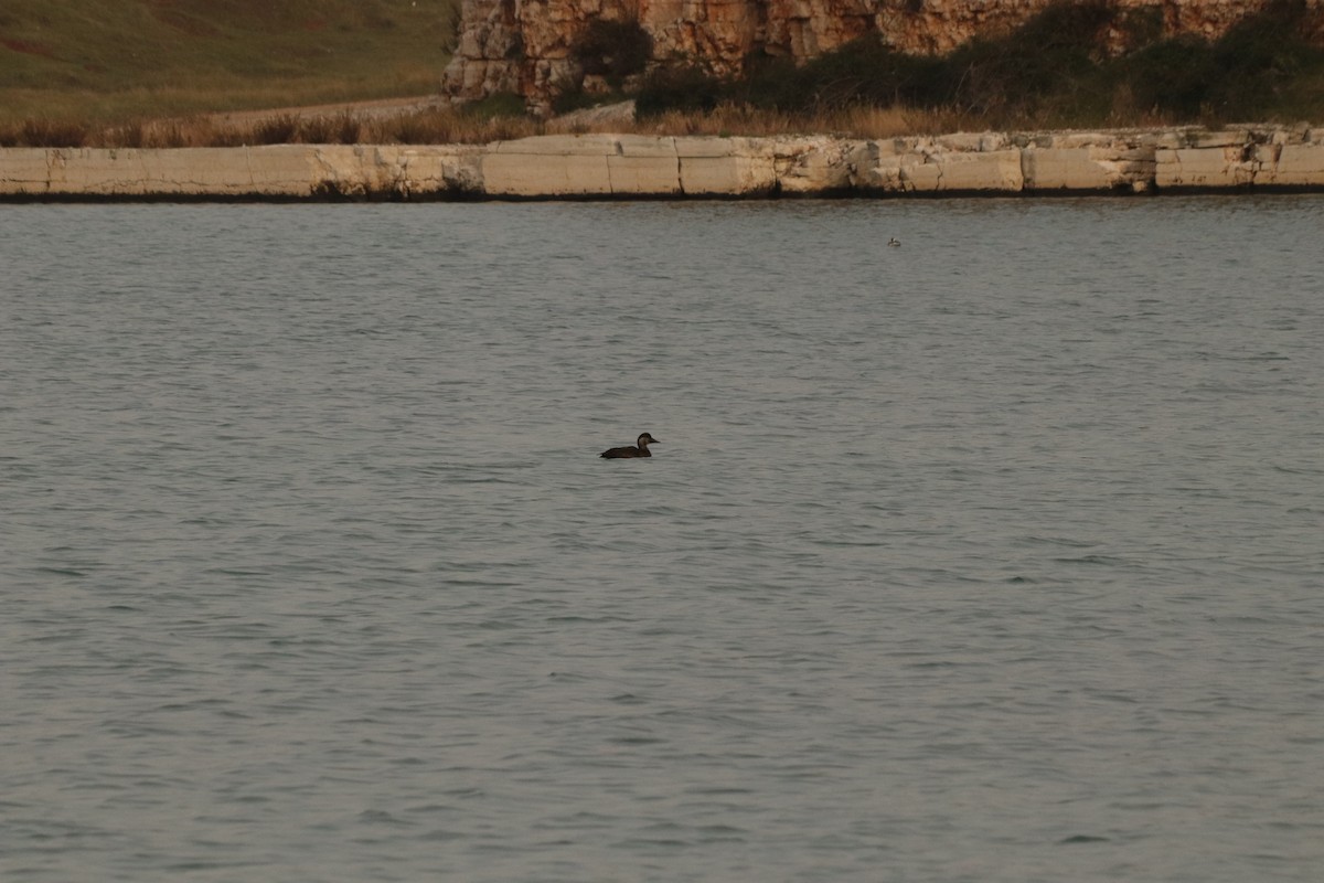 Common Scoter - ML645339577