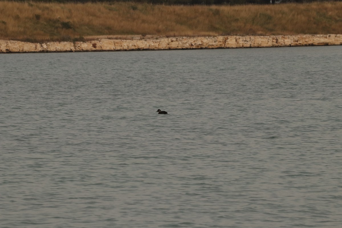 Common Scoter - ML645339578