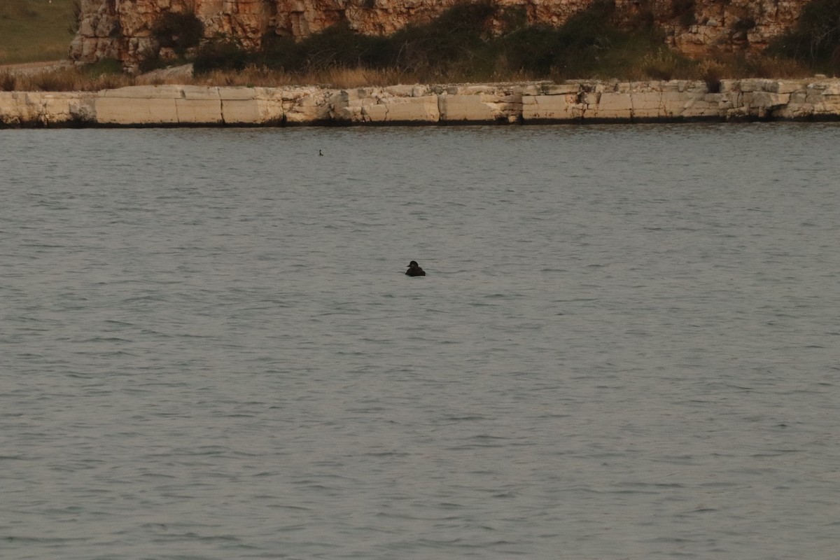 Common Scoter - ML645339579