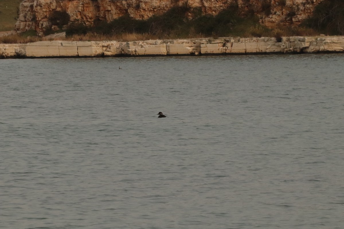 Common Scoter - ML645339580