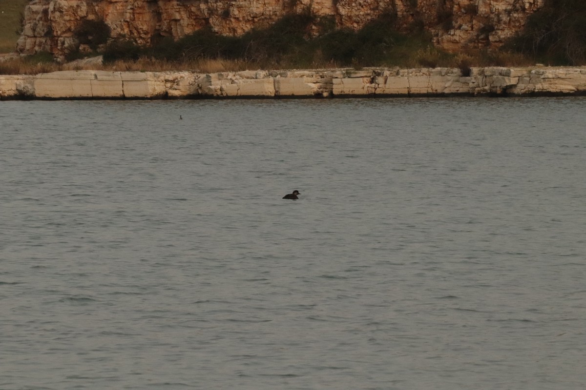 Common Scoter - ML645339581