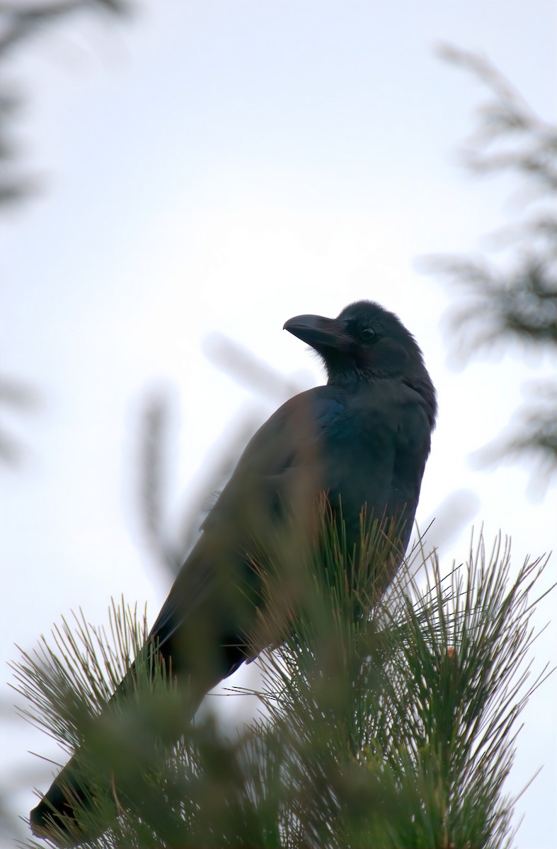 Large-billed Crow - ML645339587