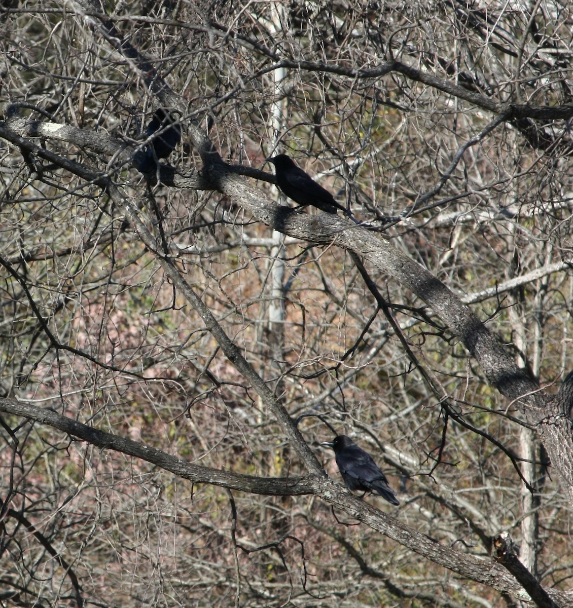 American Crow - ML645339594