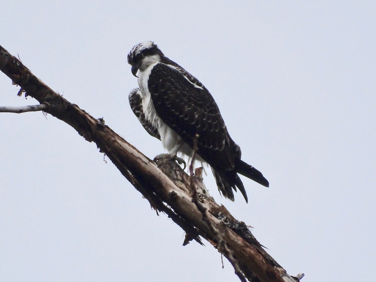 orlovec říční - ML645339602