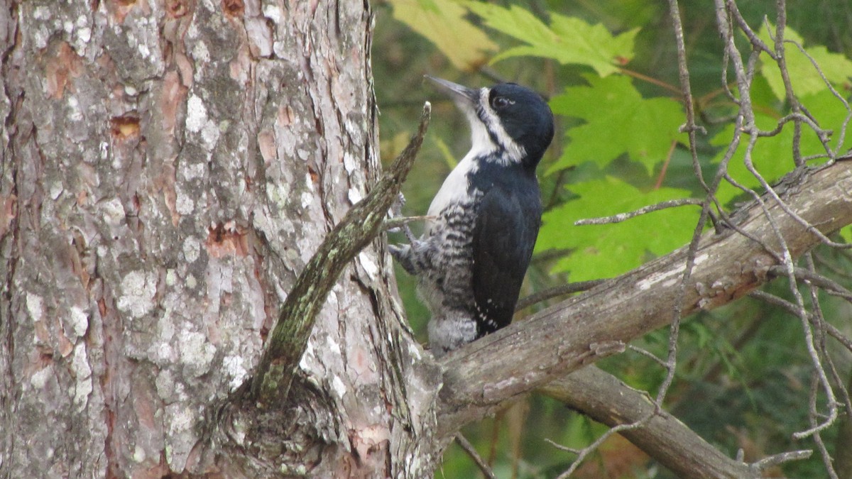 svartryggspett - ML645339603