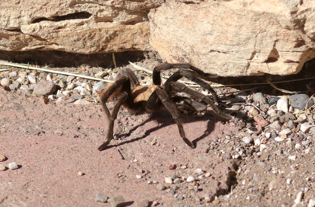 Texas Brown Tarantula - ML645339605