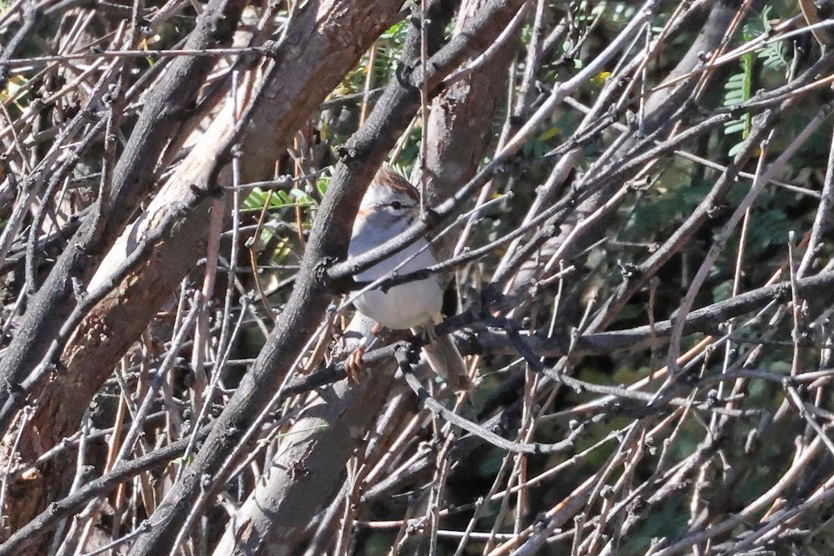 Rufous-winged Sparrow - ML645339606
