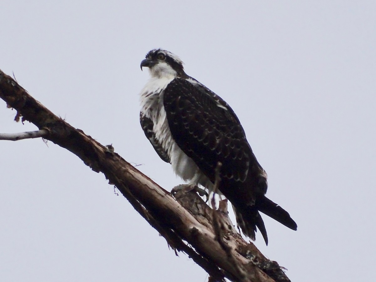 orlovec říční - ML645339609