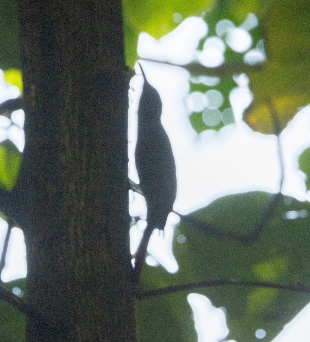 Plain-brown Woodcreeper - ML645339616