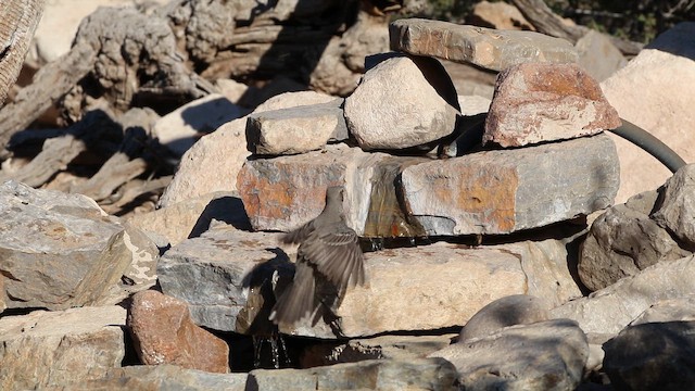 ウタイマネシツグミ - ML645339629