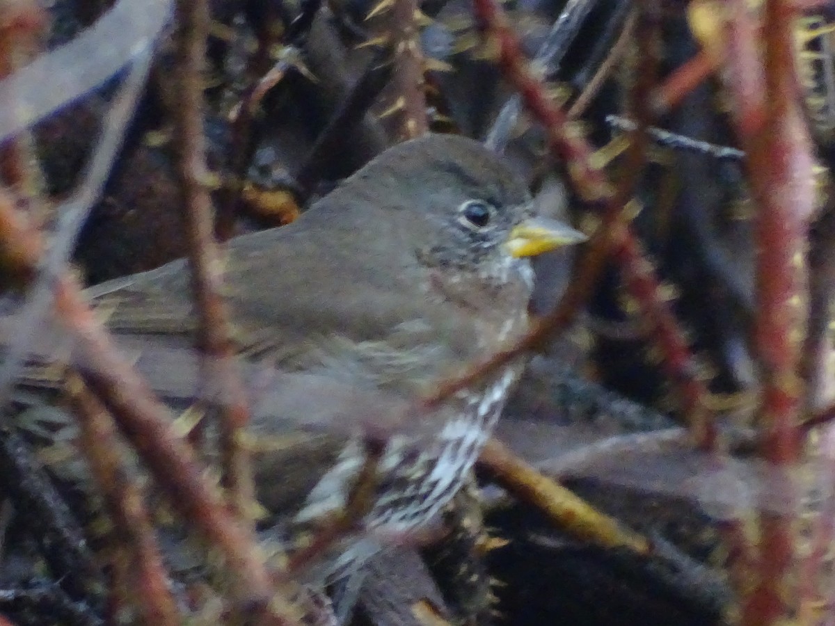 strnadec kaštanový [skupina unalaschcensis] - ML645339634