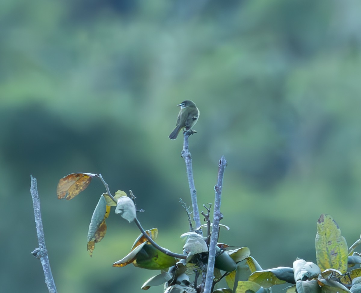 メガネコタイランチョウ - ML645339635