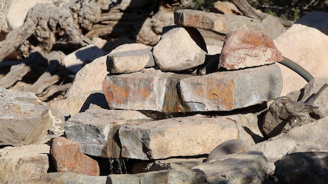 ウタイマネシツグミ - ML645339638