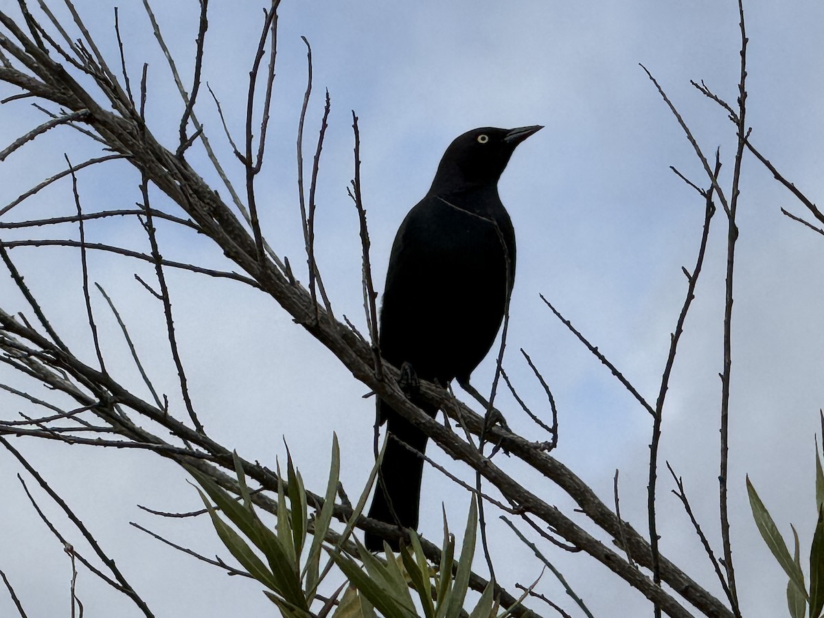 Brewer's Blackbird - ML645339642