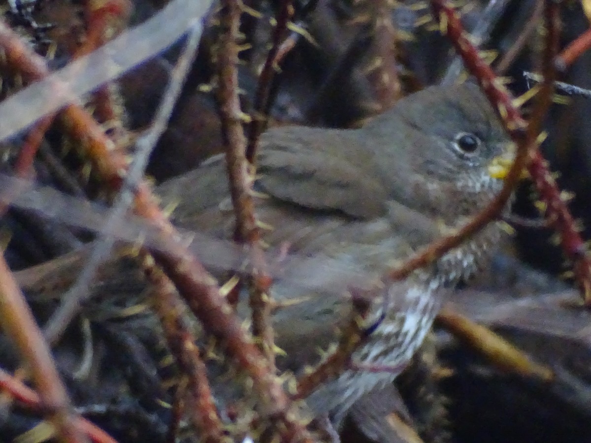 strnadec kaštanový [skupina unalaschcensis] - ML645339644