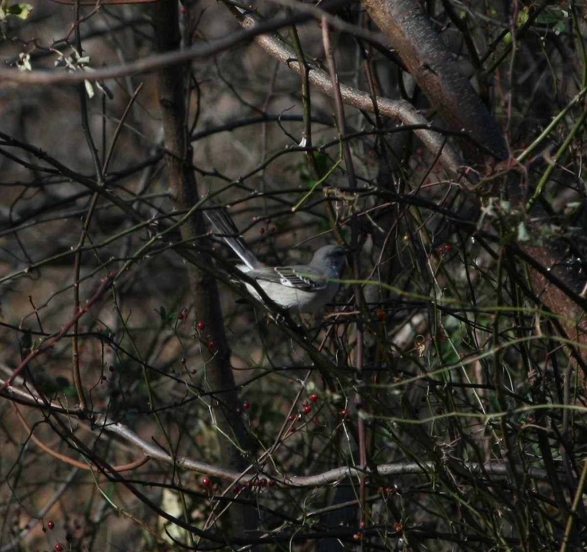 Northern Mockingbird - ML645339645