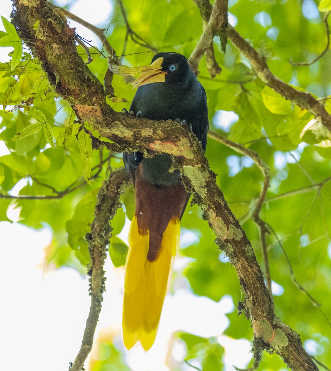 Crested Oropendola - ML645339647