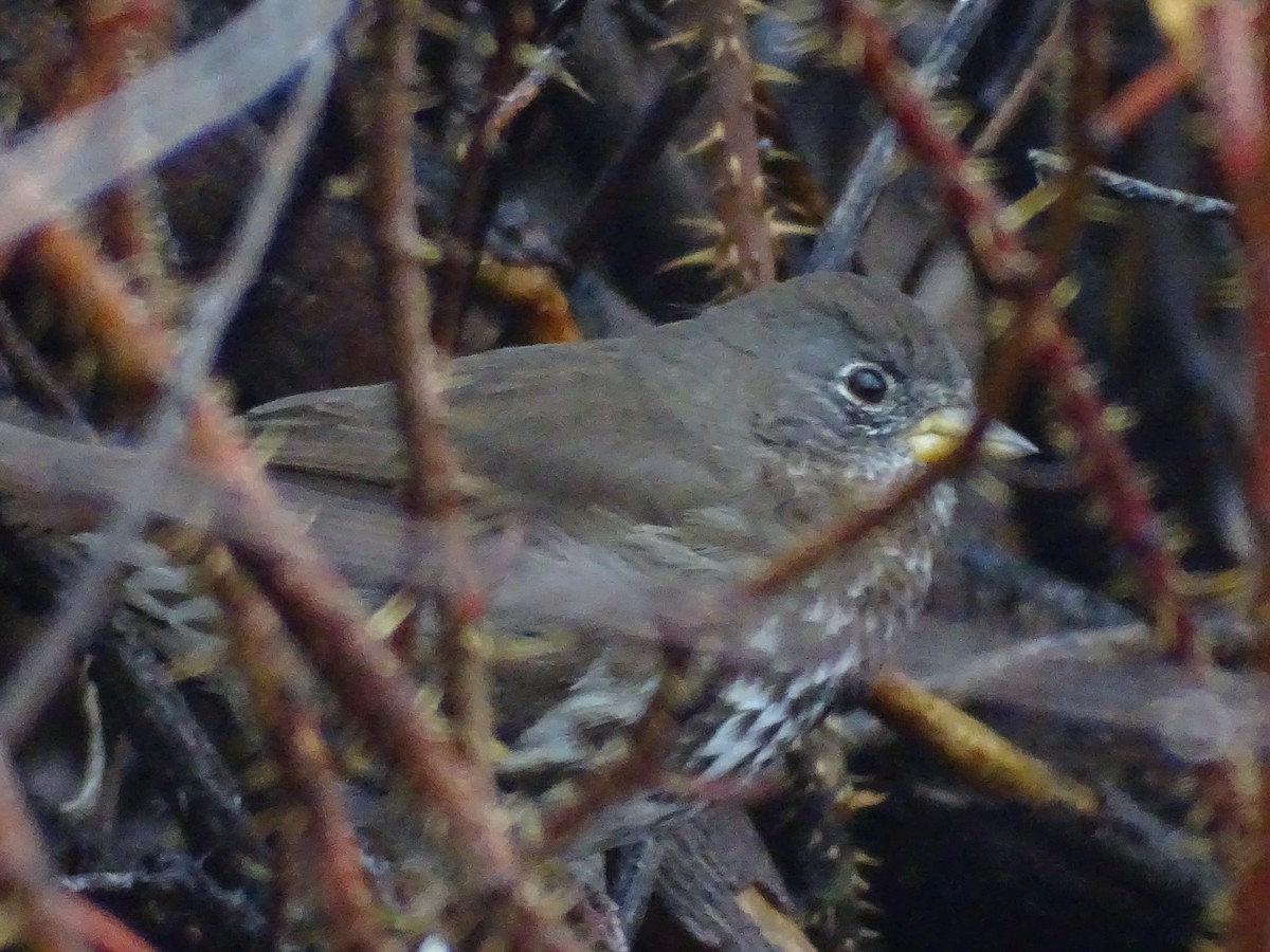 strnadec kaštanový [skupina unalaschcensis] - ML645339655