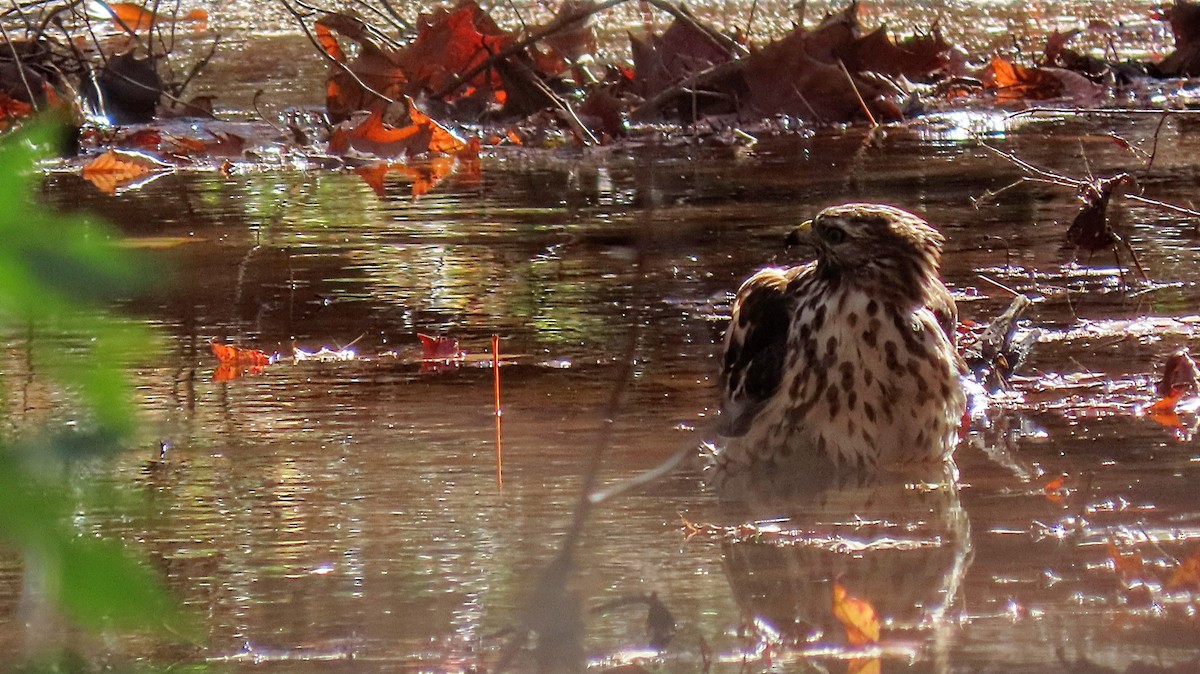Red-shouldered Hawk - ML645339656
