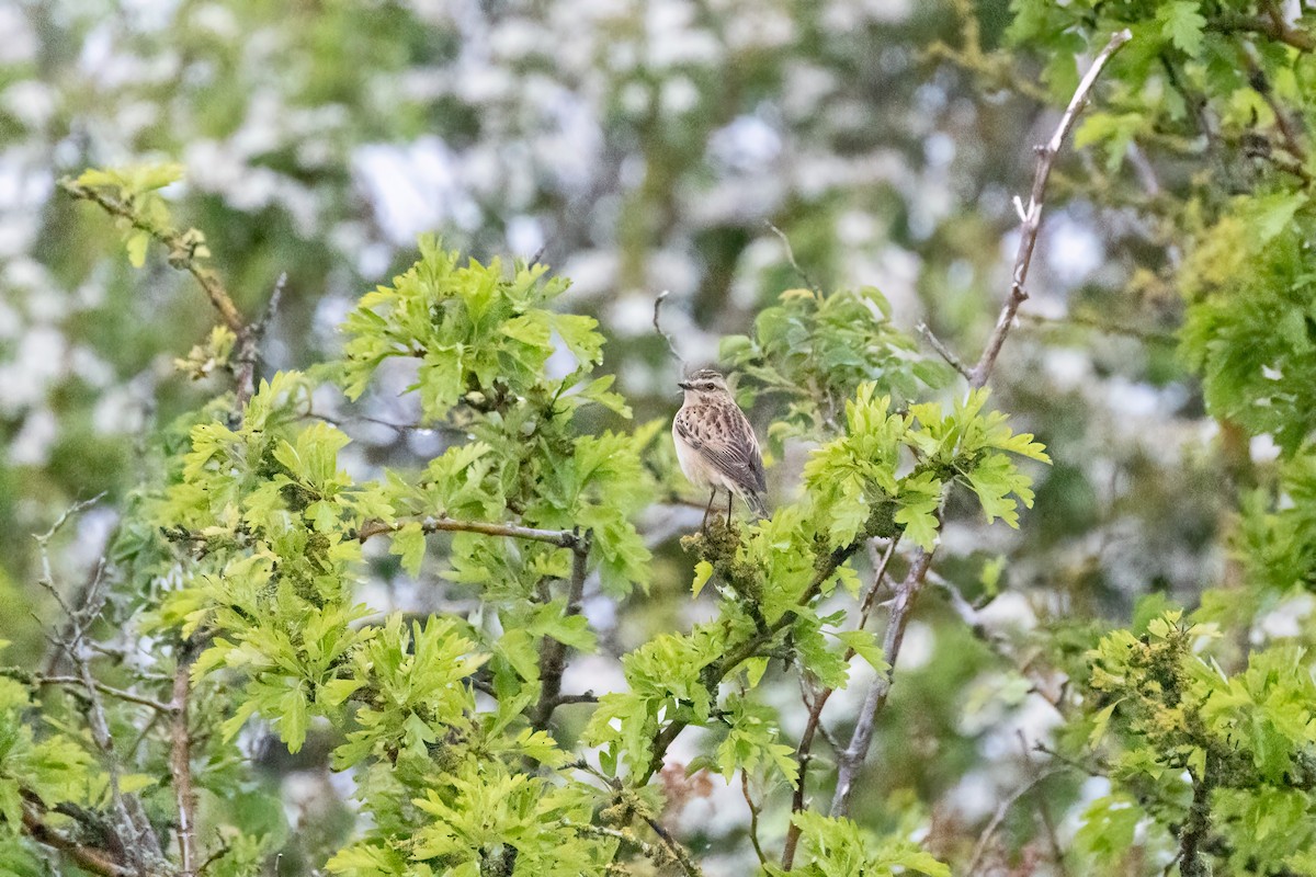 bramborníček hnědý - ML645339666